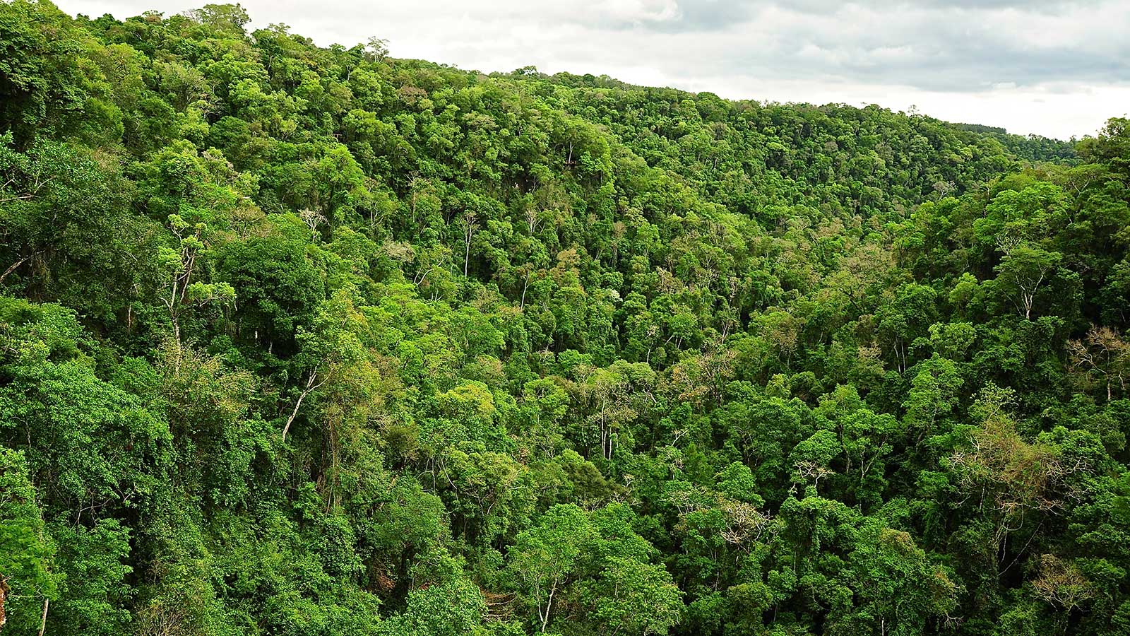 Manejo sostenible de los bosques.