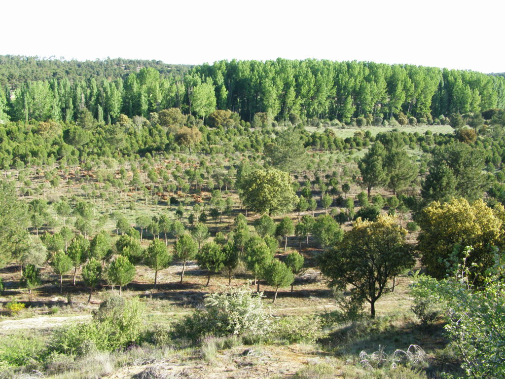 ¿Qué es la repoblación forestal?