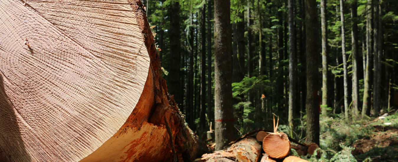 Las Especies de Madera más comunes en España.