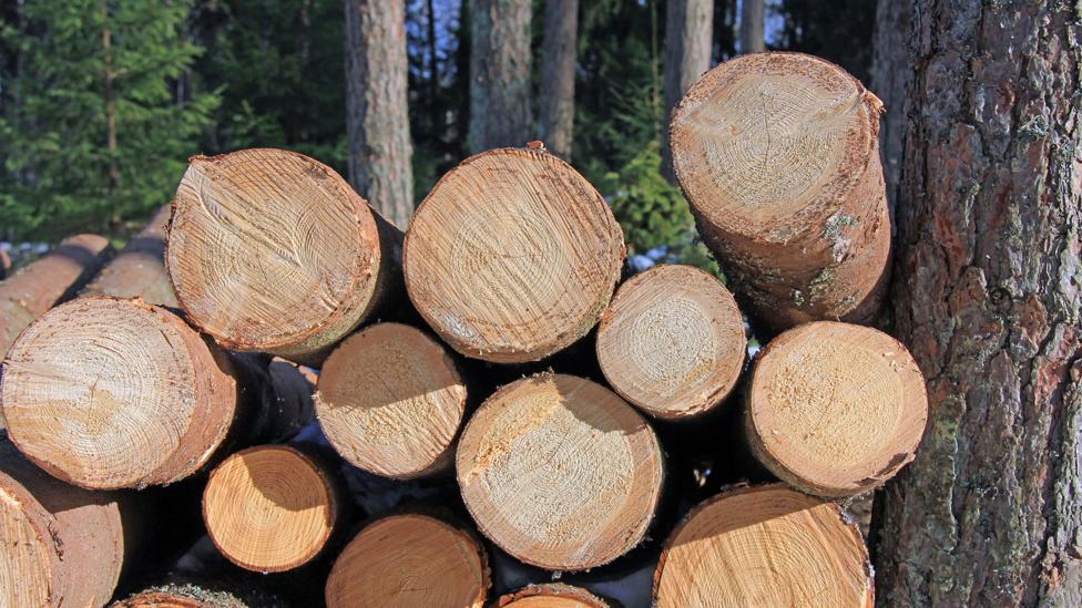 Conoce la madera adecuada para cada uso