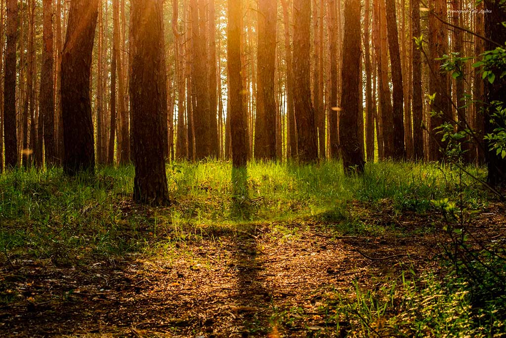 La salud de los bosques españoles está empeorando