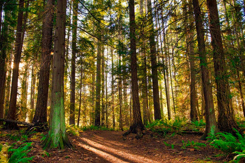 Cuáles son los países con mayor producción de madera en todo el mundo